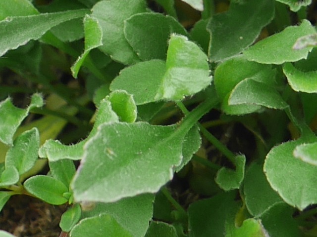 Campanula aucheri