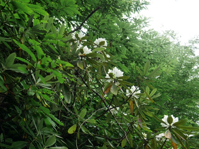 Rhododendron smirnowii