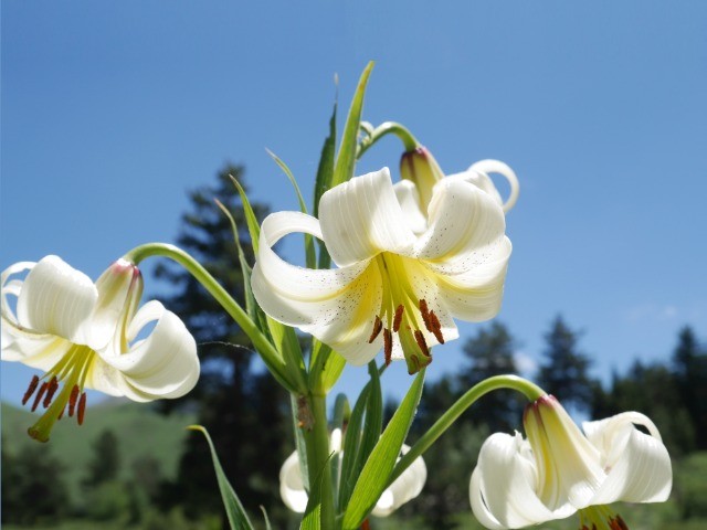 Lilium kesselringianum