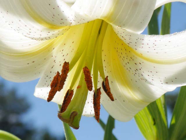 Lilium kesselringianum