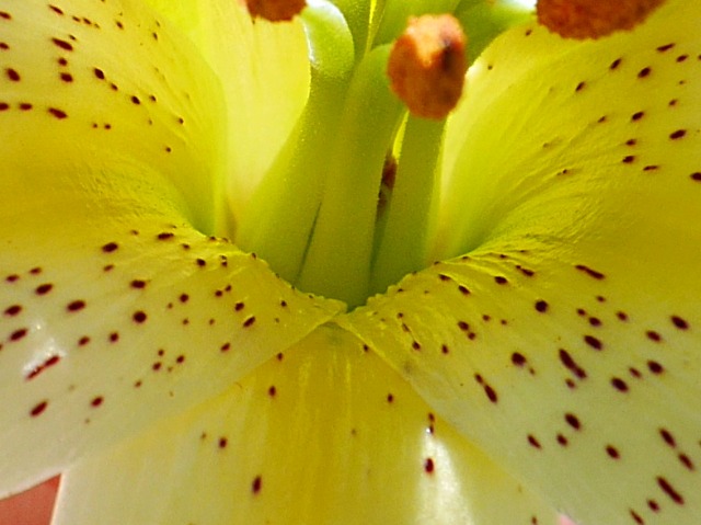 Lilium kesselringianum