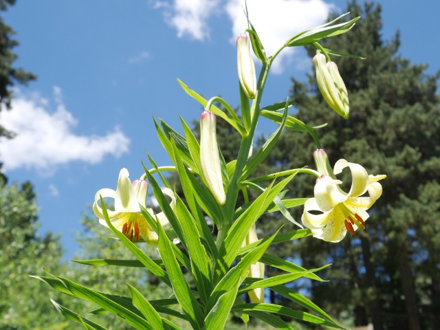 Lilium kesselringianum