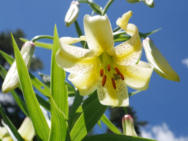 Lilium kesselringianum
