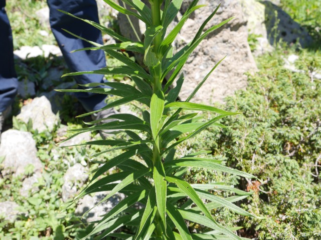 Lilium kesselringianum