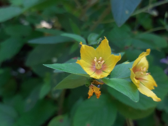 Lysimachia verticillaris