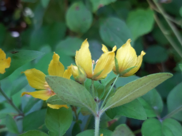 Lysimachia verticillaris