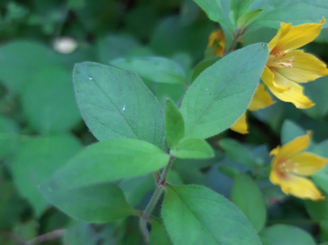 Lysimachia verticillaris