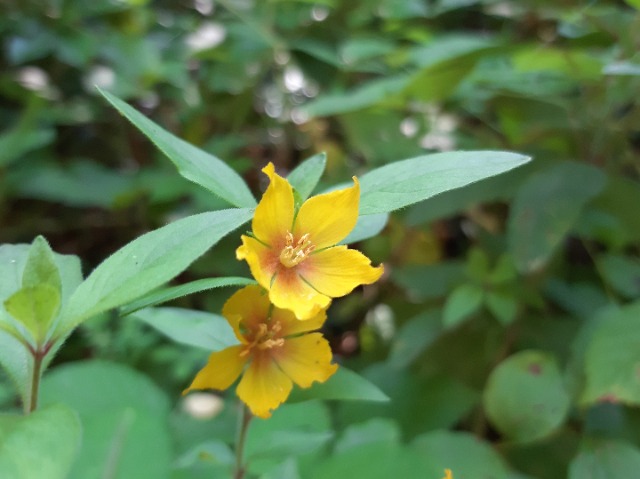 Lysimachia verticillaris