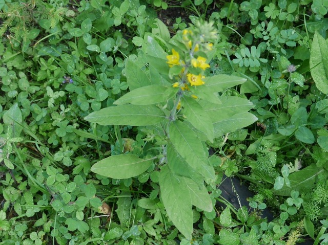 Lysimachia verticillaris