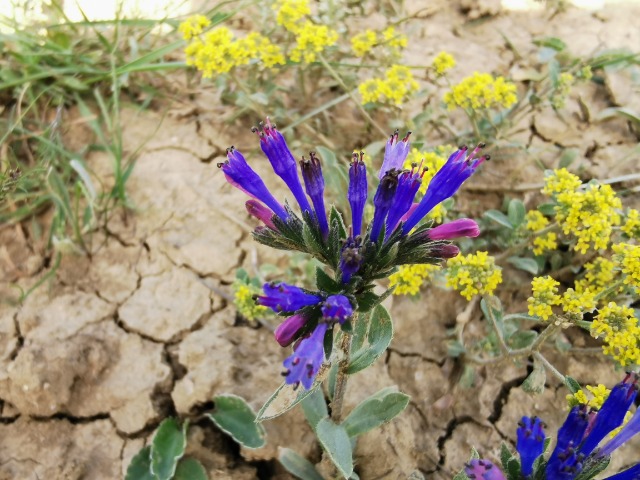 Moltkia coerulea