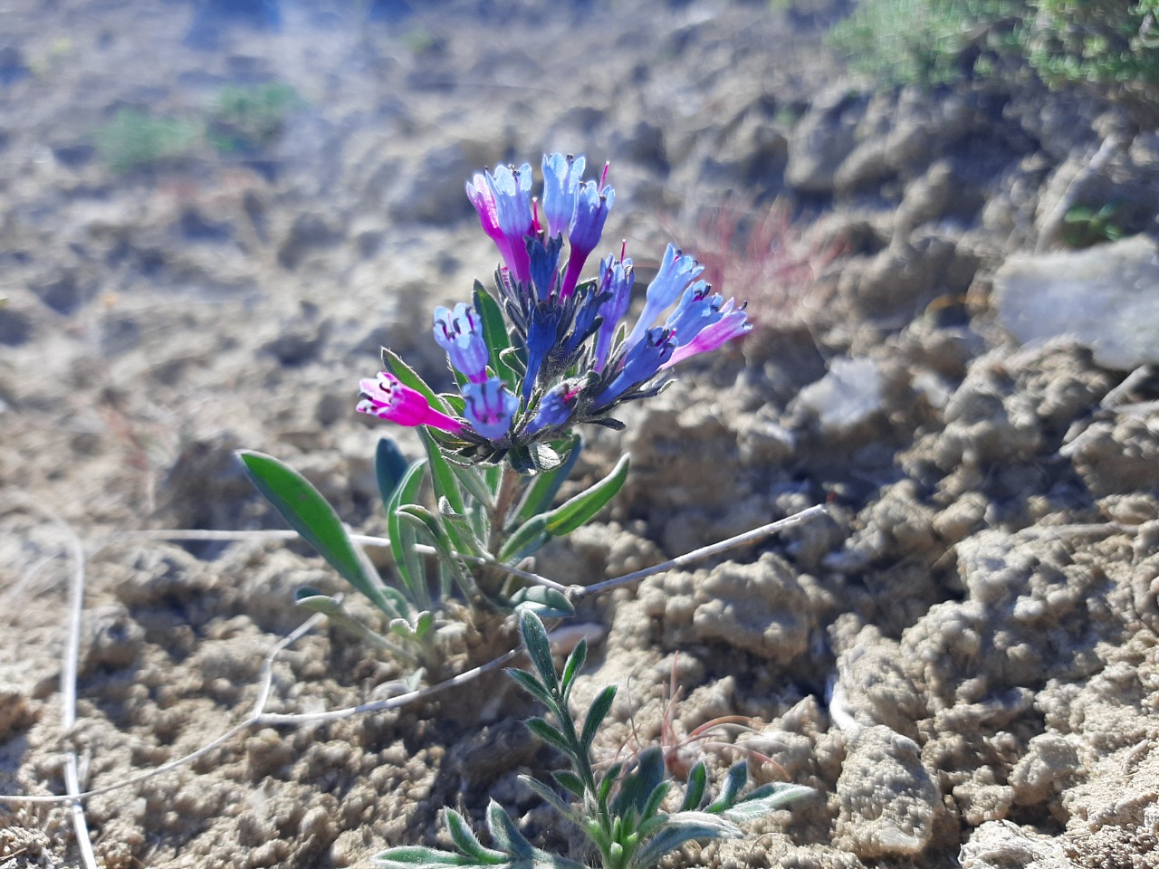 Moltkia coerulea