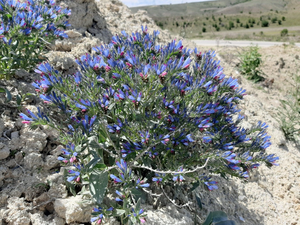 Moltkia coerulea