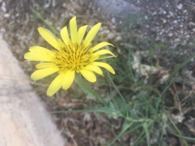 Tragopogon buphthalmoides