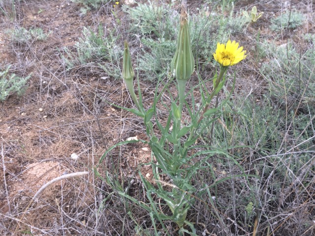 Tragopogon buphthalmoides