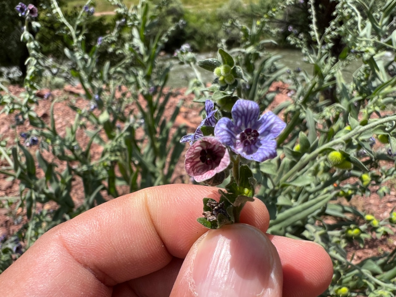 Cynoglossum creticum