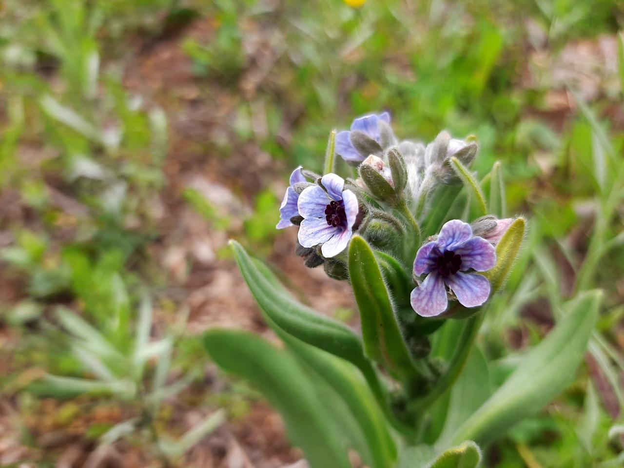 Cynoglossum creticum