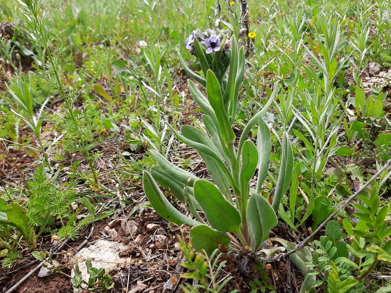Cynoglossum creticum