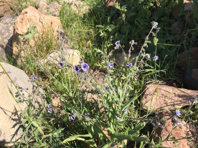 Cynoglossum creticum