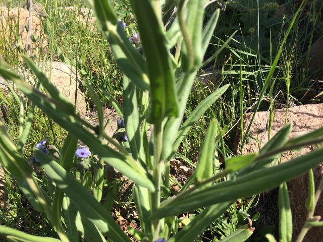 Cynoglossum creticum