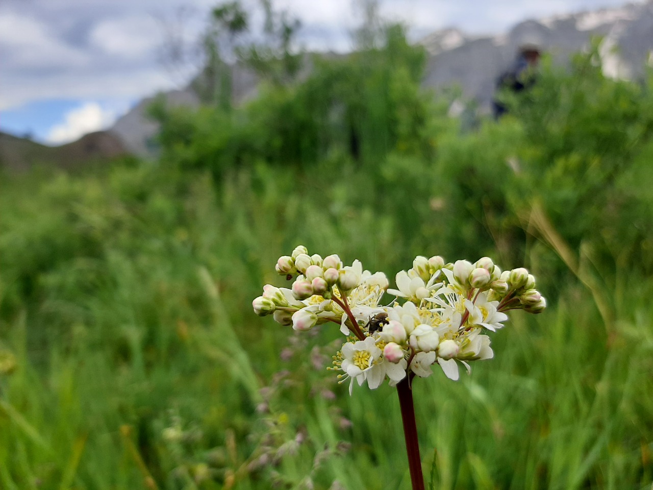 Filipendula vulgaris