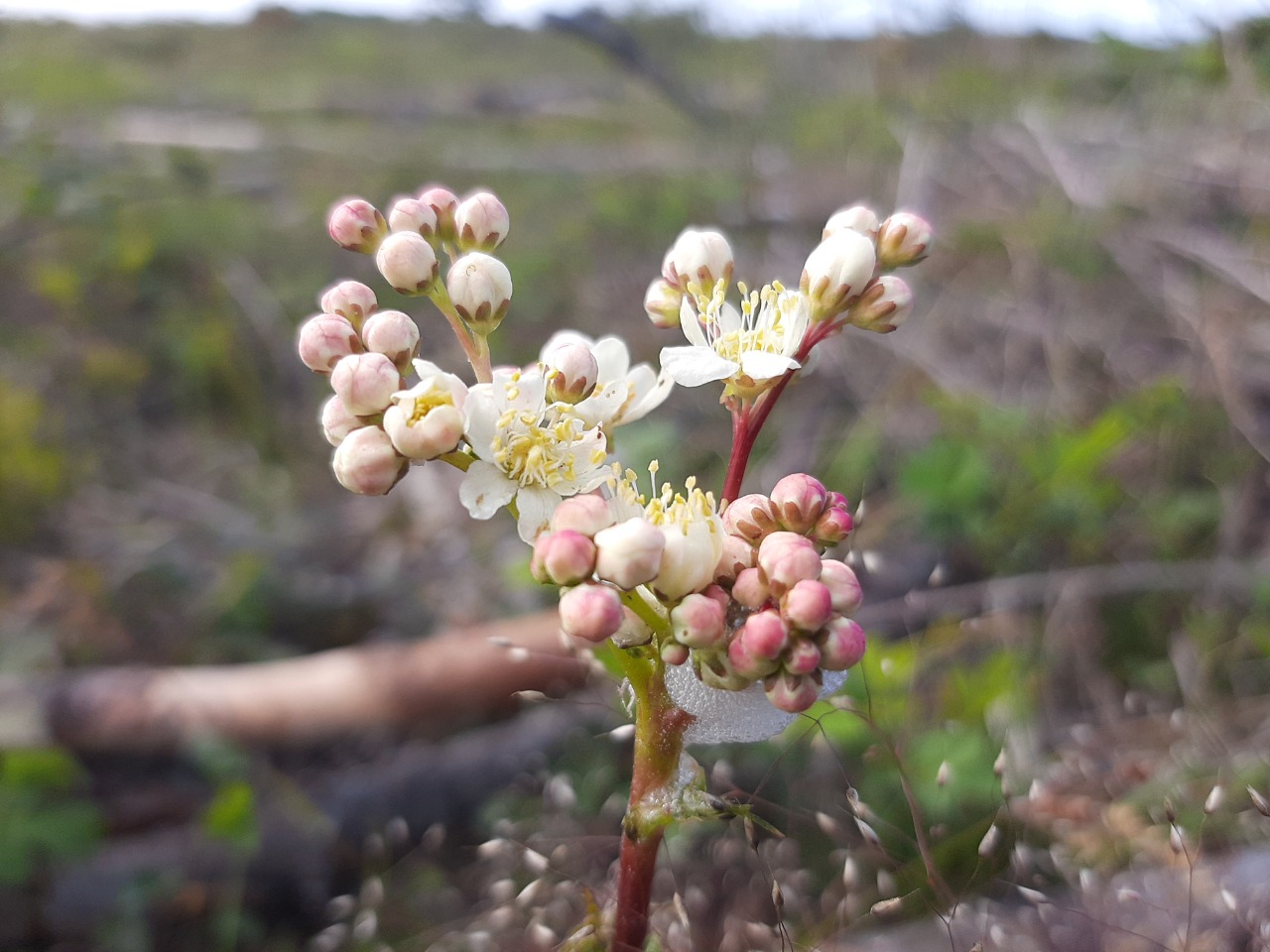 Filipendula vulgaris