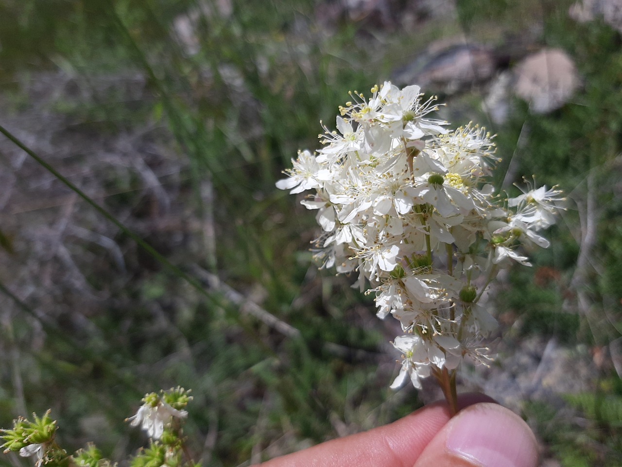 Filipendula vulgaris
