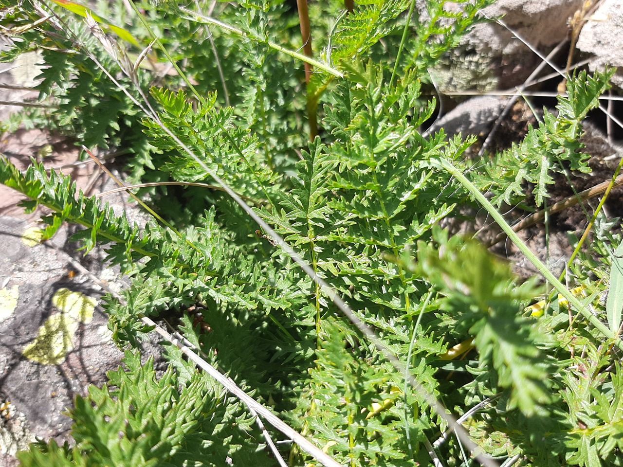 Filipendula vulgaris