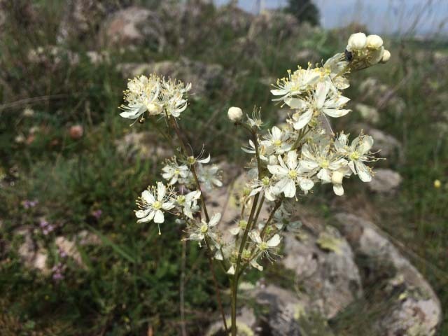 Filipendula vulgaris