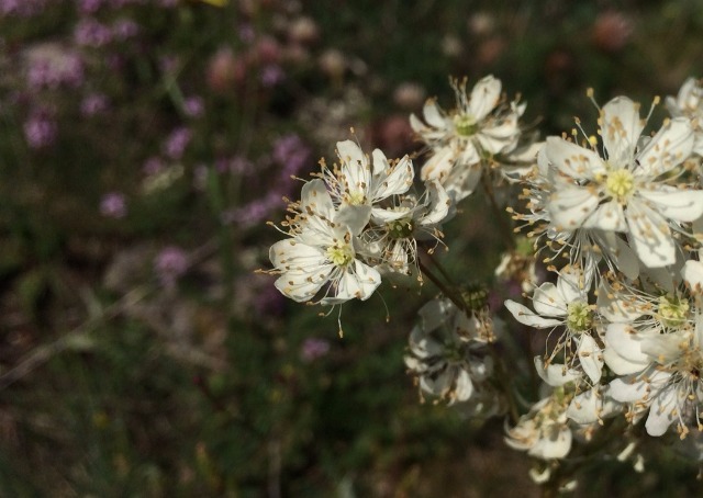 Filipendula vulgaris
