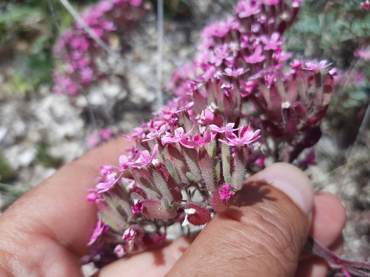 Saponaria prostrata subsp. prostrata