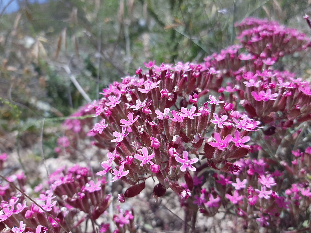Saponaria prostrata subsp. prostrata