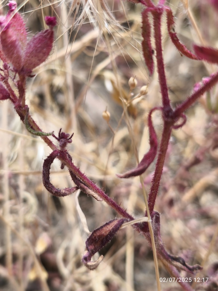 Saponaria prostrata subsp. prostrata
