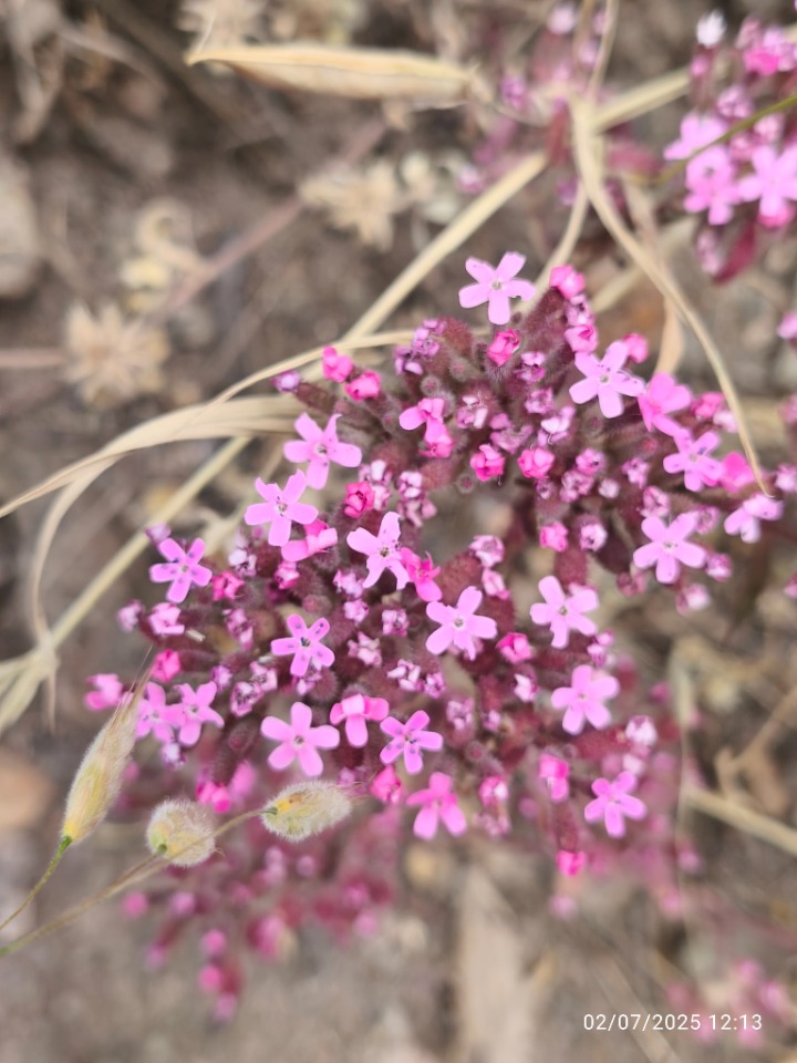Saponaria prostrata subsp. prostrata