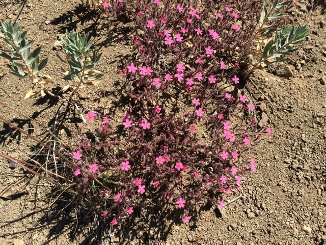 Saponaria prostrata subsp. prostrata