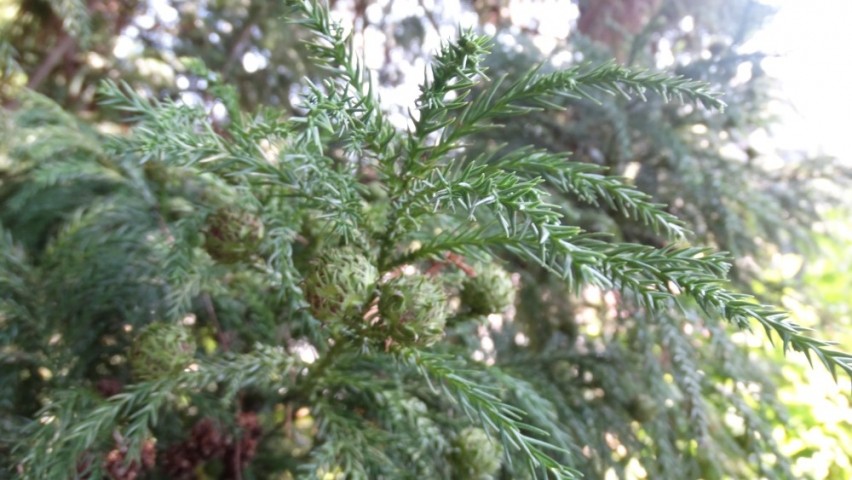 Cryptomeria japonica