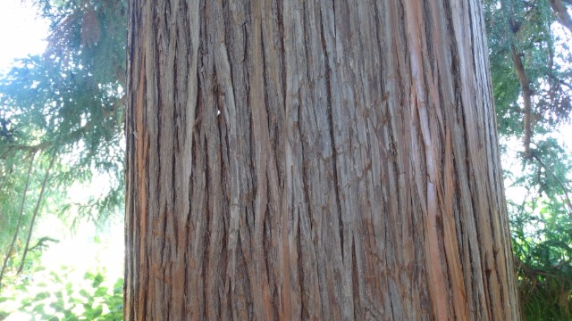 Cryptomeria japonica