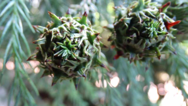 Cryptomeria japonica