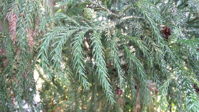 Cryptomeria japonica