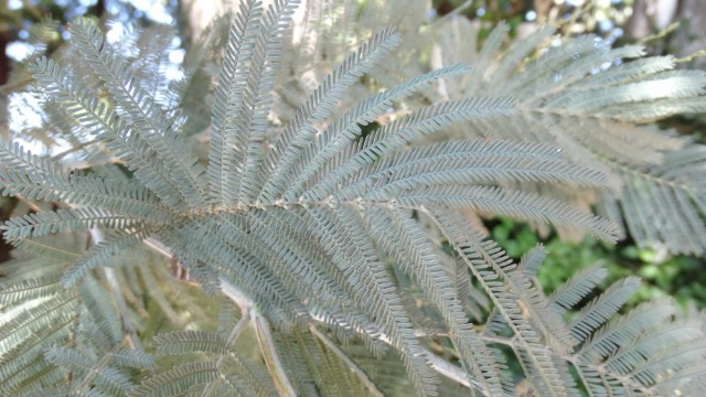 Acacia dealbata