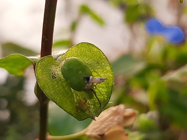 Commelina communis