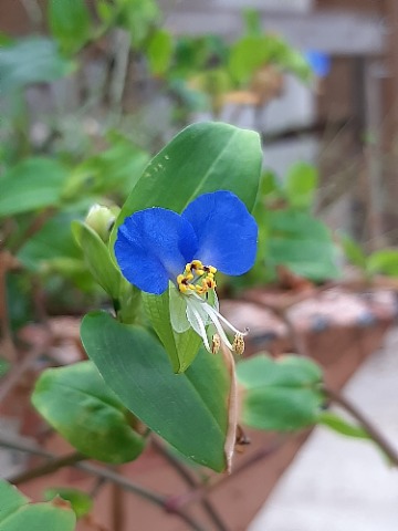 Commelina communis