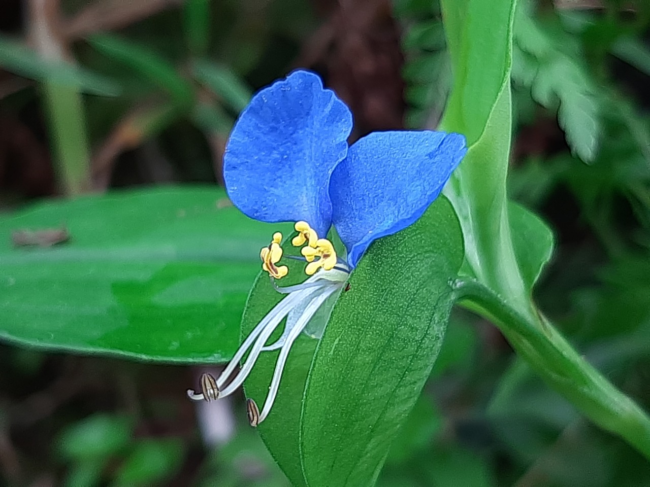 Commelina communis