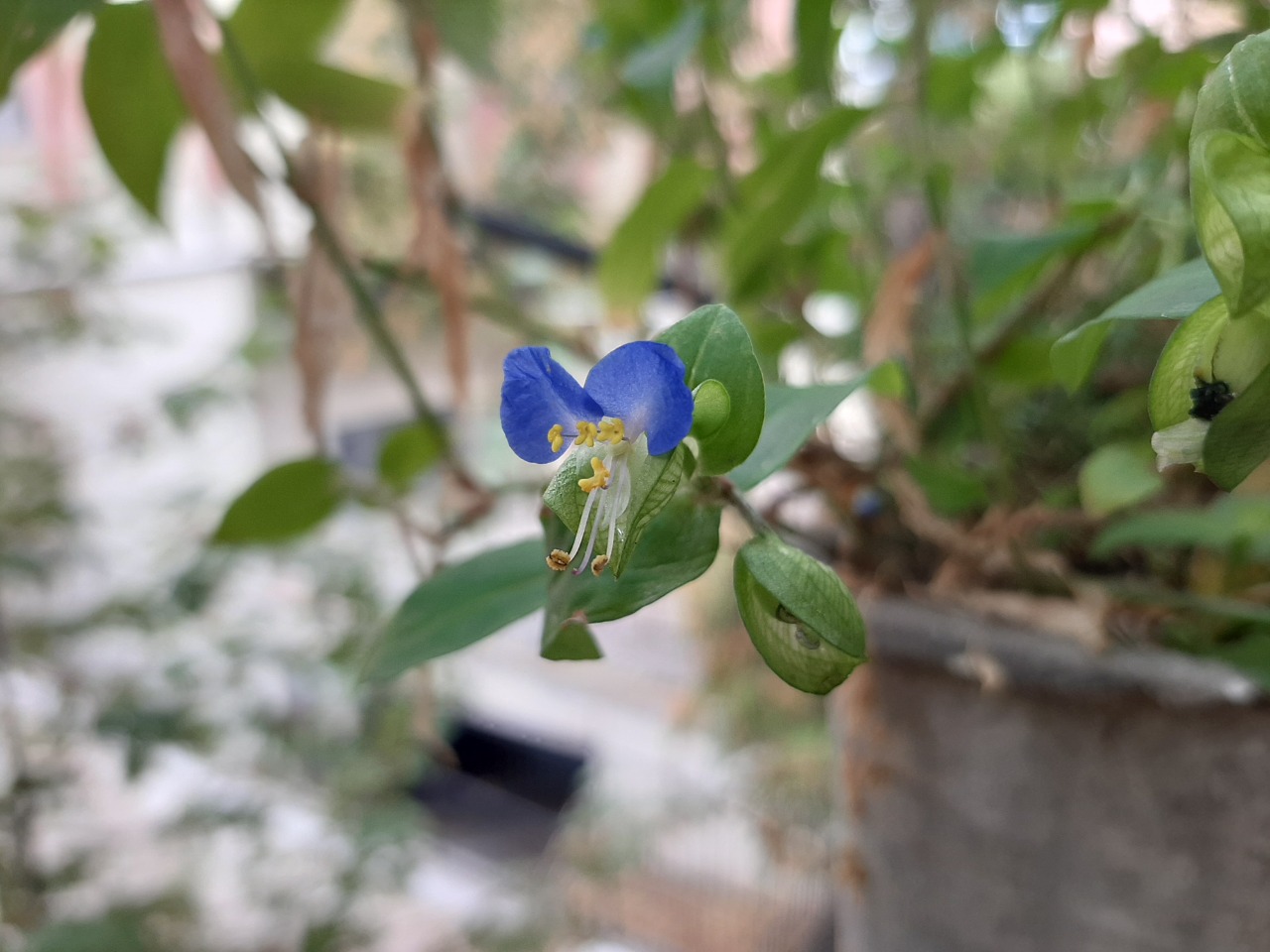 Commelina communis