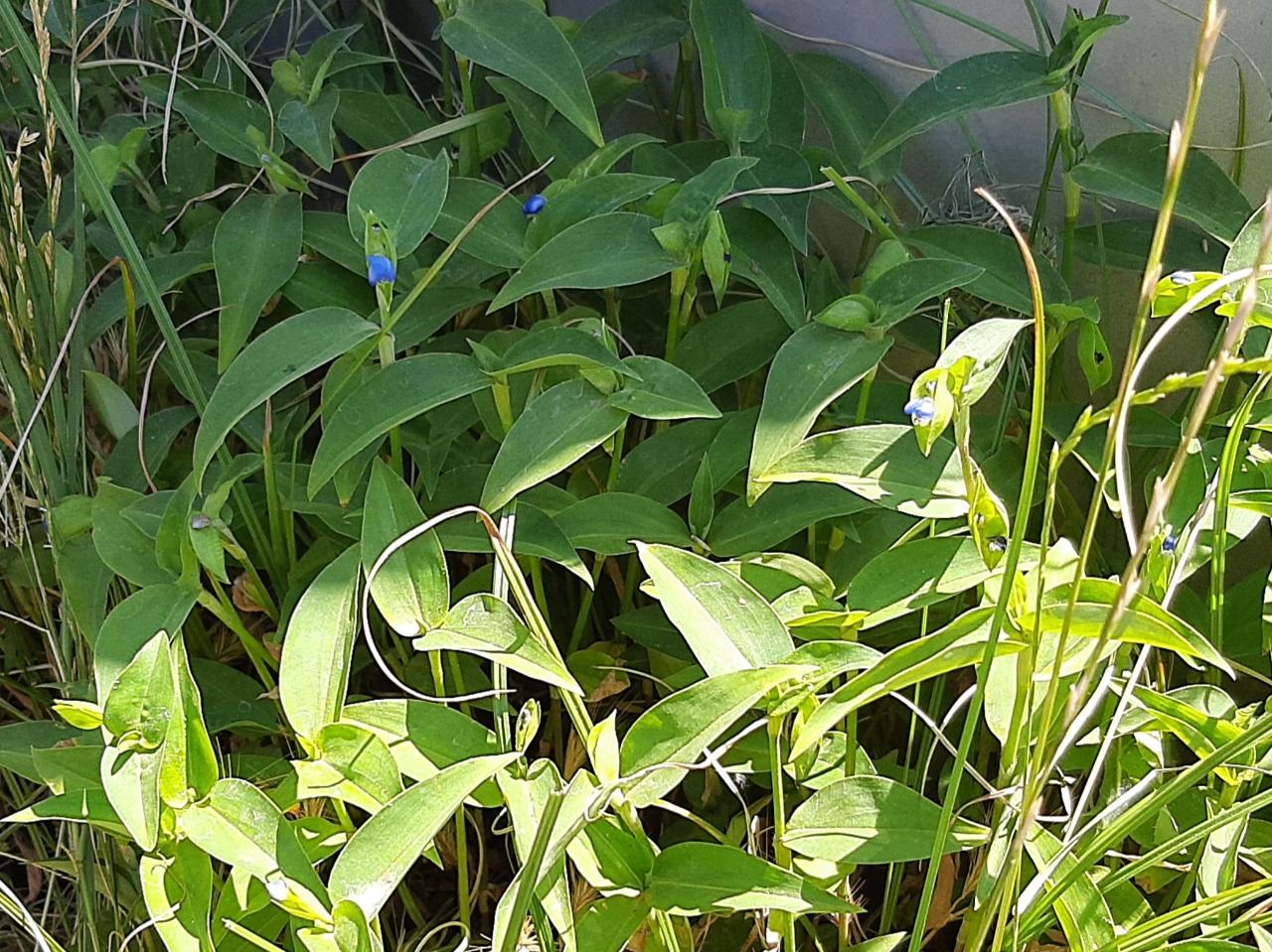 Commelina communis