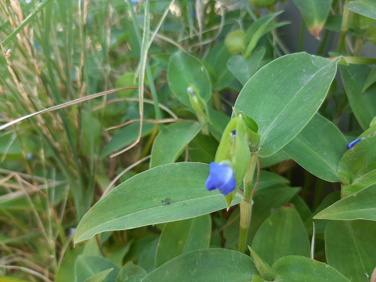 Commelina communis