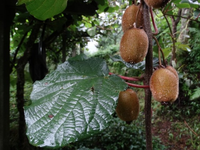 Actinidia deliciosa