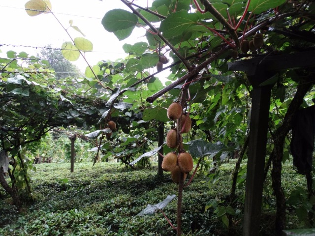 Actinidia deliciosa