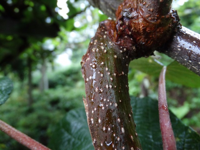 Actinidia deliciosa