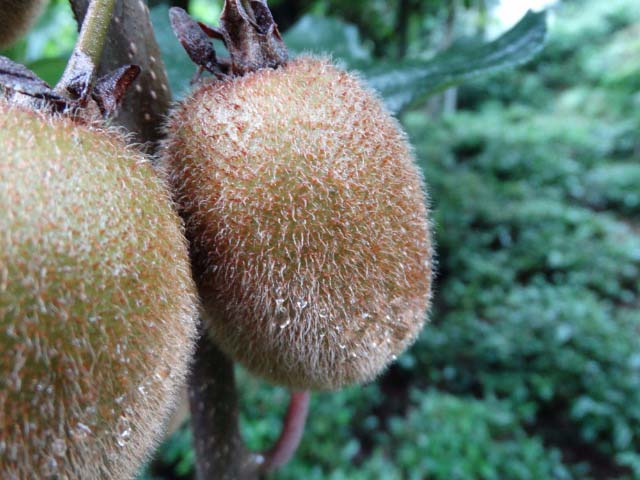 Actinidia deliciosa