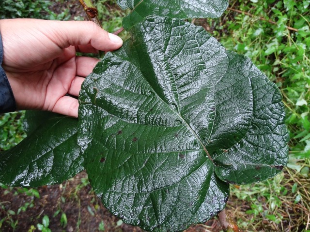 Actinidia deliciosa